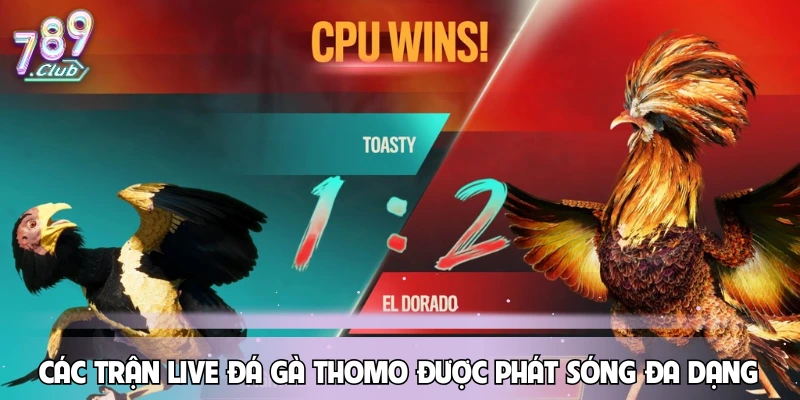 Các trận live đá gà Thomo được phát sóng đa dạng