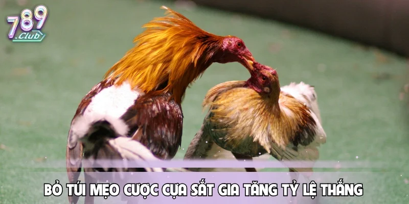 Bỏ túi mẹo cược cựa sắt gia tăng tỷ lệ thắng