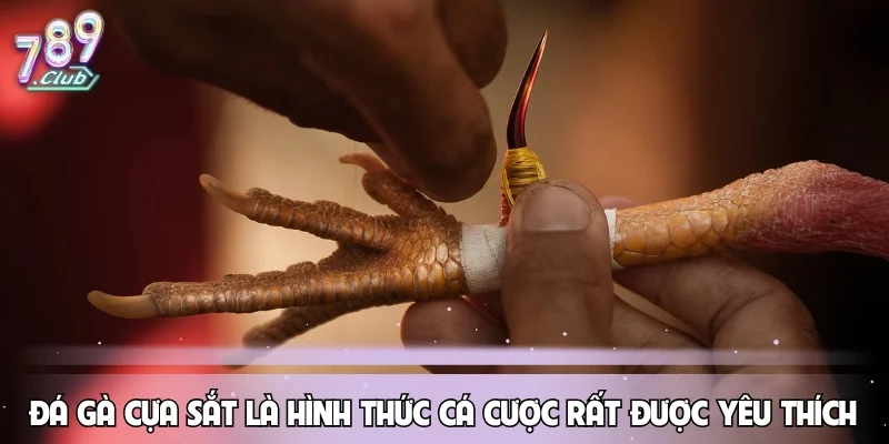 Đá gà cựa sắt là hình thức cá cược rất được yêu thích