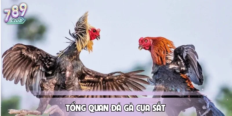 Tổng quan đá gà cựa sắtTổng quan đá gà cựa sắt