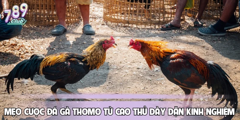Mẹo cược đá gà thomo từ cao thủ dày dặn kinh nghiệm
