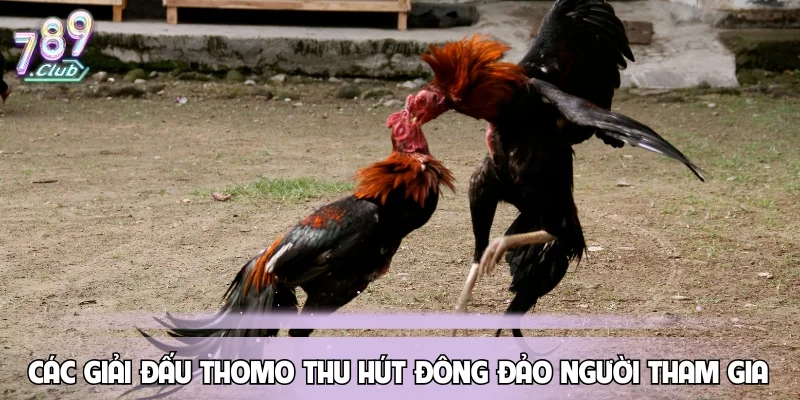 Các giải đấu thomo thu hút đông đảo người tham gia đặt cược