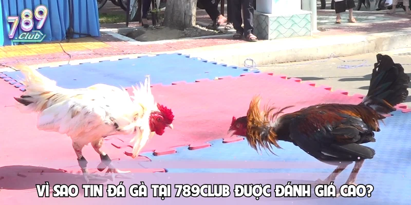 Vì sao tin đá gà tại 789CLUB được đánh giá cao?