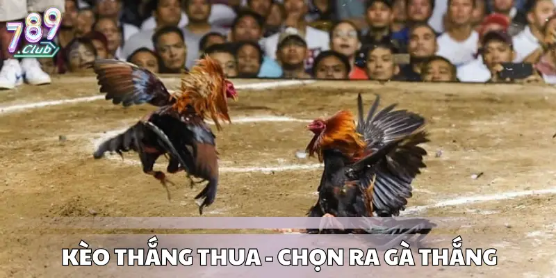 Kèo thắng thua - chọn ra gà thắng